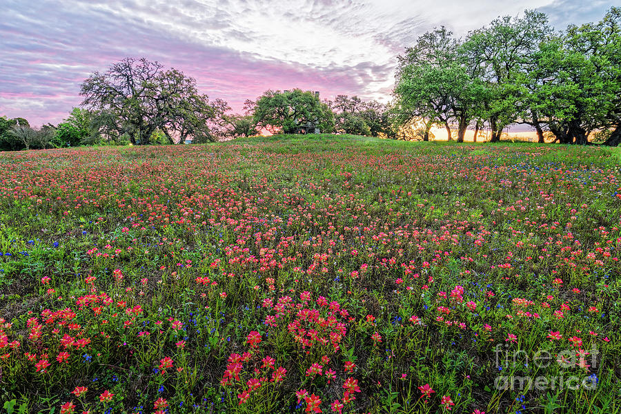 Fiery Sunrise and Wildflowers at Windmill Hill - Old Baylor University Park - Independence Texas Photograph by Silvio Ligutti
