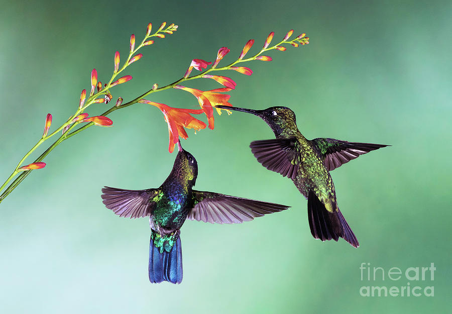 Fiery-throated And Magnificant Hummingbirds Feeding Photograph by Dr P. Marazzi/science Photo Library