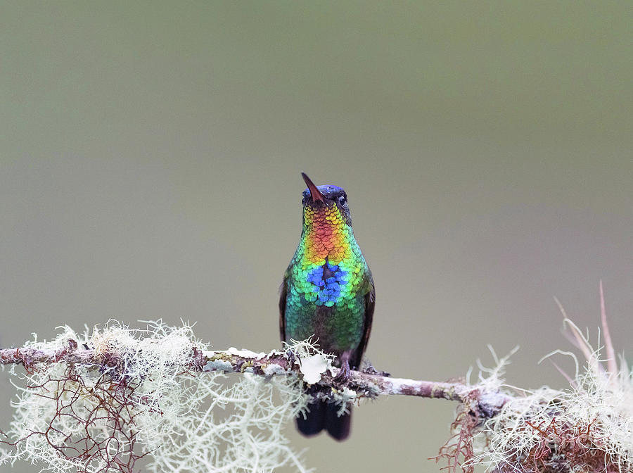 Fiery-throated Hummingbird Photograph by Dr P. Marazzi/science Photo Library