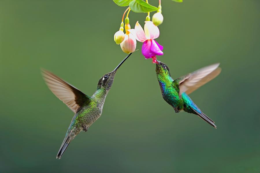 Fiery-throated Hummingbird Photograph by Gavin Lam - Fine Art America