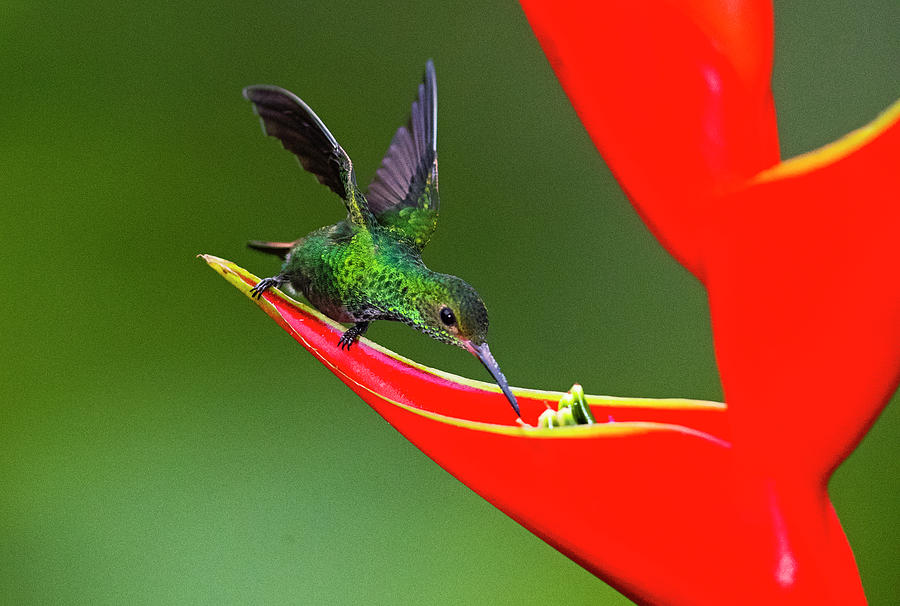 Fiery-throated Hummingbird Panterpe Photograph by Panoramic Images