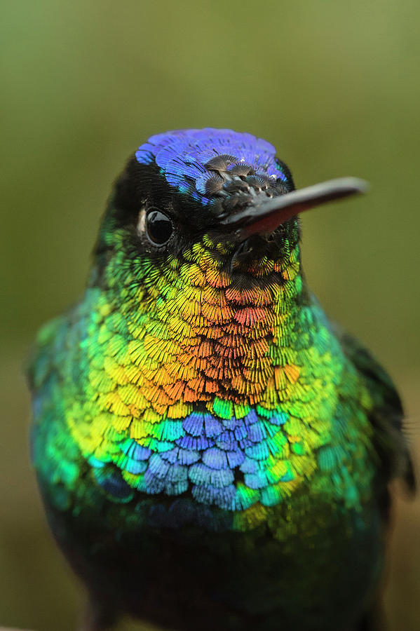Fiery Throated Hummingbird, Talamanca Range, Costa Rica Photograph by ...
