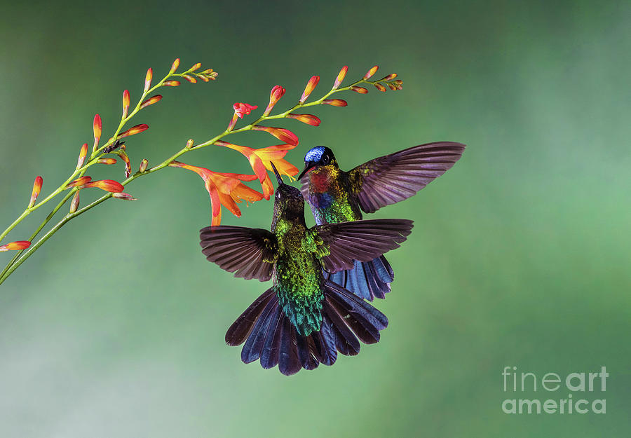 Fiery-throated Hummingbirds Feeding From Flowers Photograph by Dr P. Marazzi/science Photo Library
