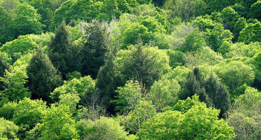 Nature Photograph - Fifty Shades Of Green by Brenda Petrella Photography Llc