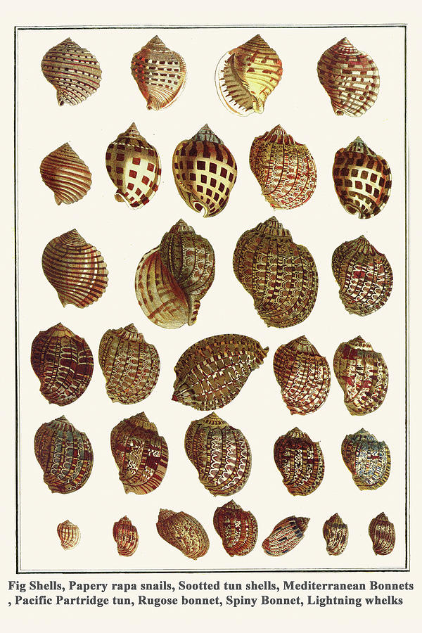 Fig Shells, Papery rapa snails, Sootted tun shells, Pacific Partridge ...