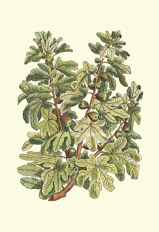 Fruit Painting - Fig Tree Branch by Duhamel Du Monceau