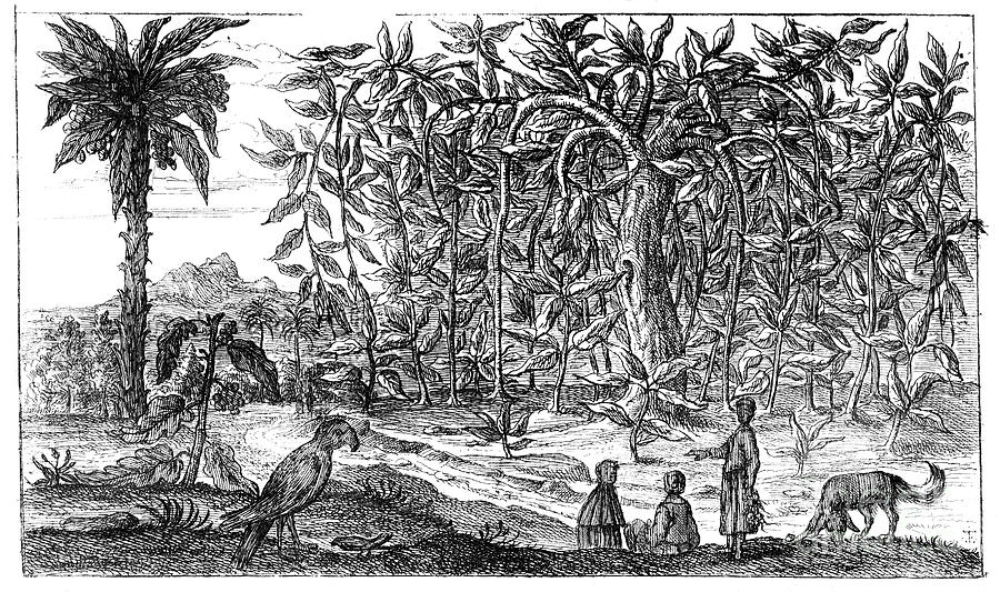 Fig Trees, 19th Century Drawing by Print Collector