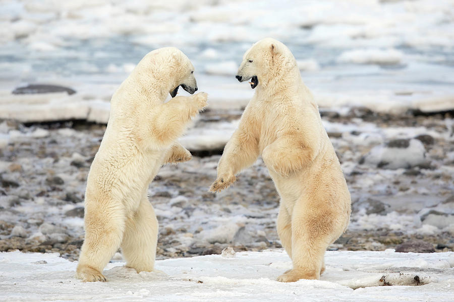Bear Photograph - Fight ! by Alessandro Catta