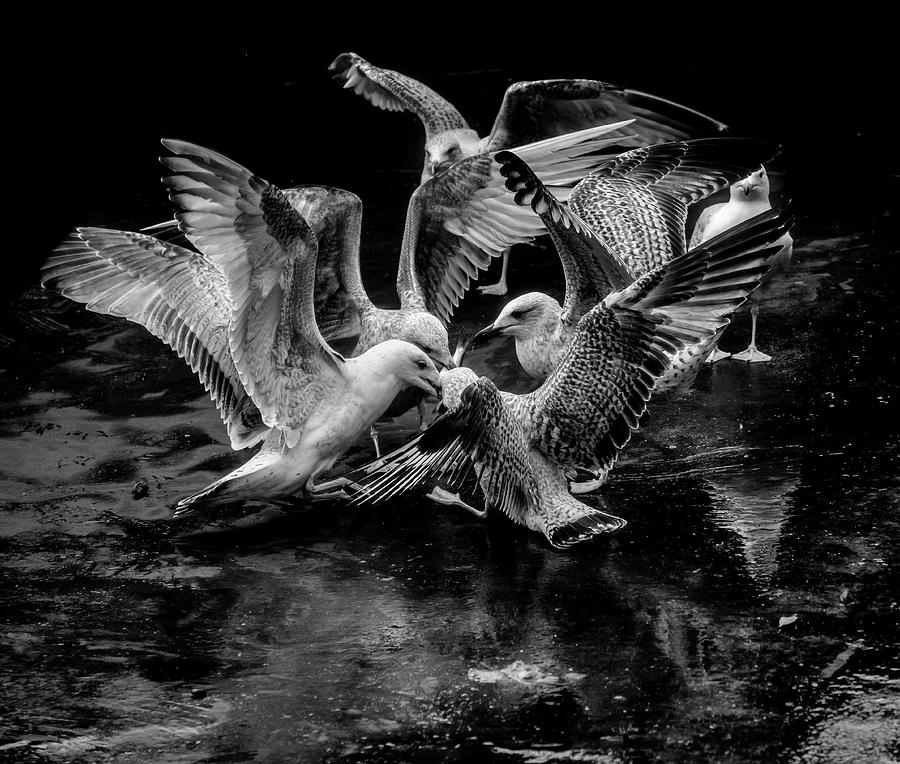 Bird Photograph - Fight by Alan Campbell