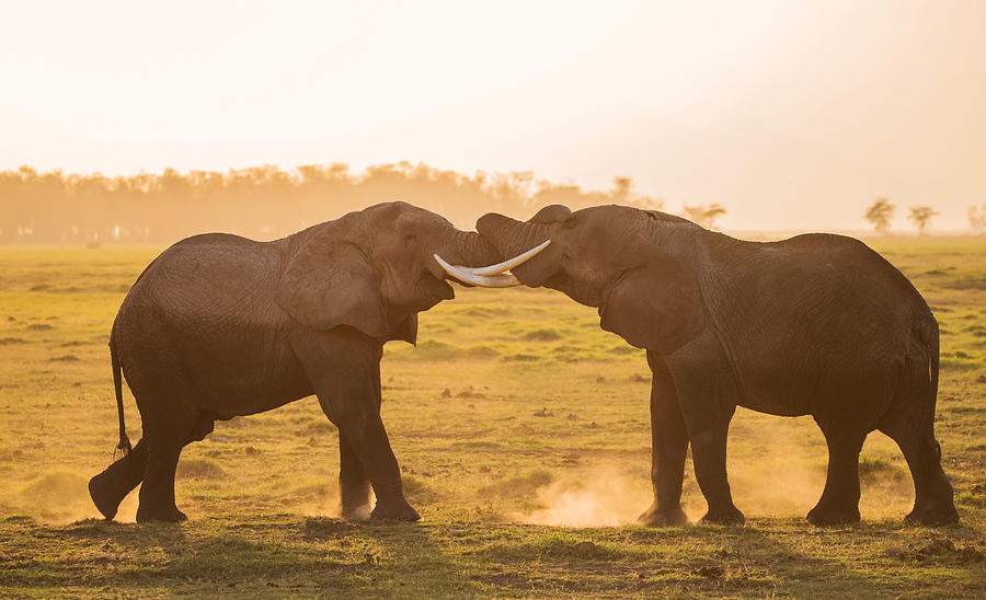 Elephant Photograph - Fight At Sunset by Hao Jiang