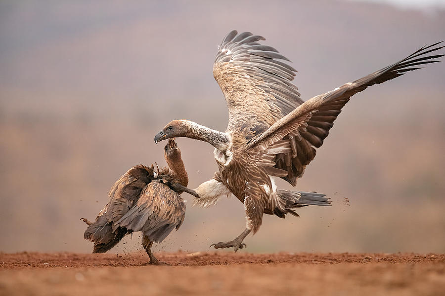 Nature Photograph - Fight Between African Vultures by Joan Gil Raga