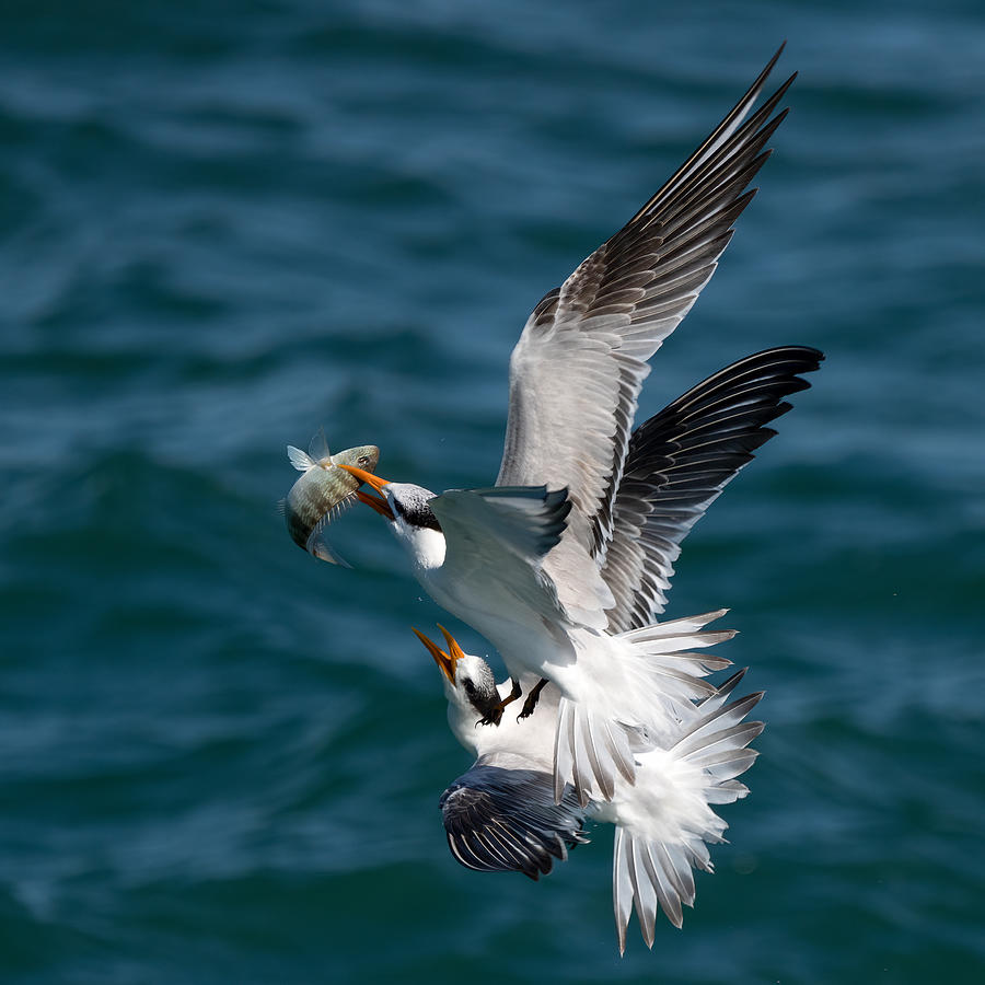 Fish Photograph - Fight For The Catch by John Fan