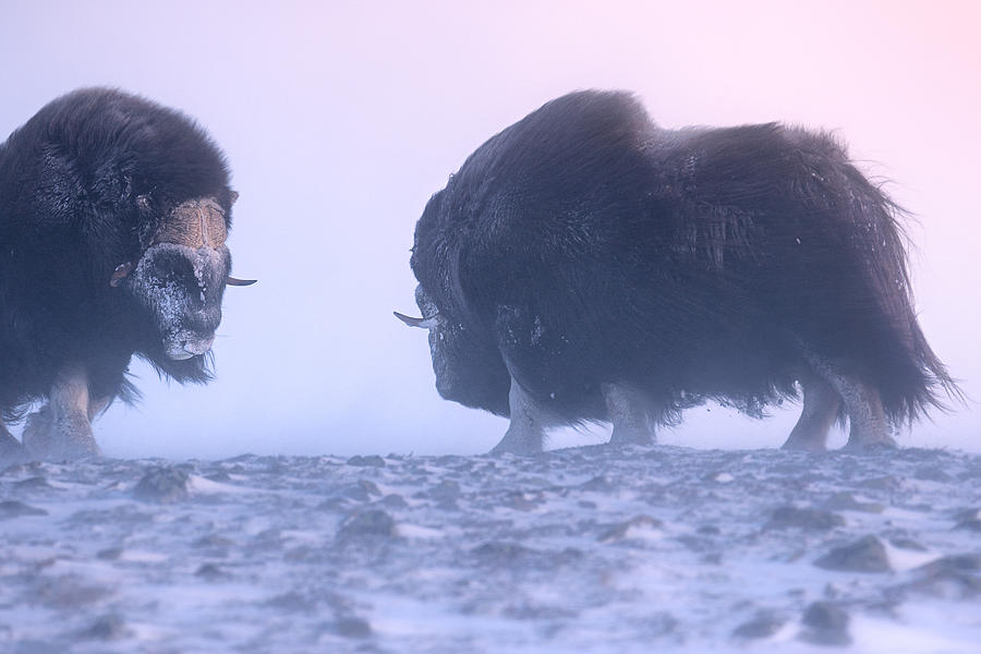 Bison Photograph - Fight by Sebastian Mastahac