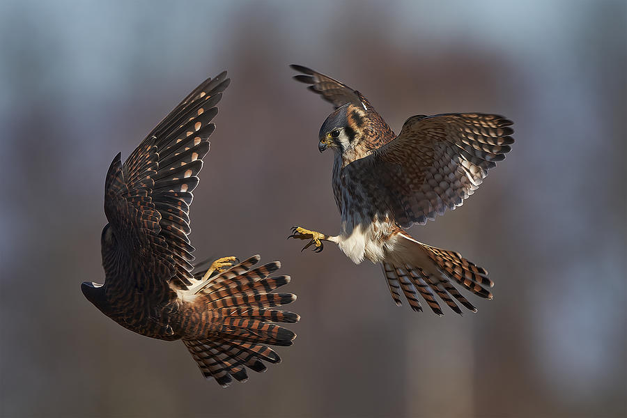 Eagle Photograph - Fight Time by Johnny Chen