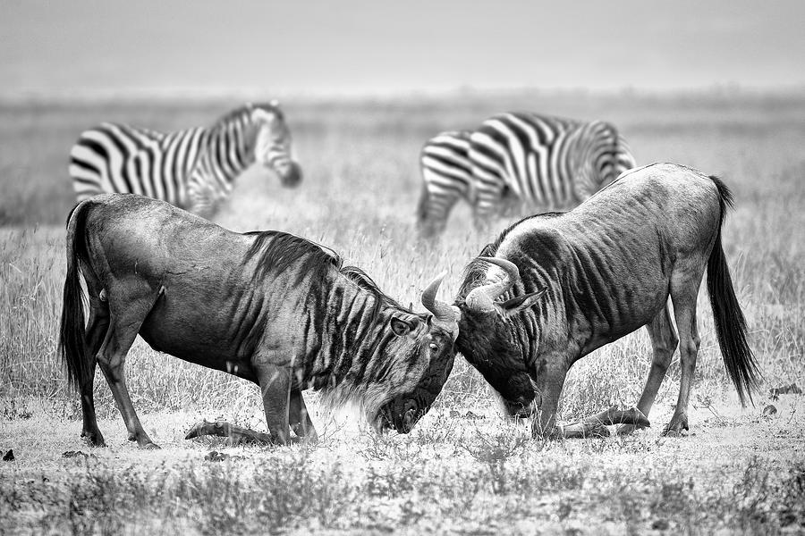 Nature Photograph - Fight Wildebeest by Nicols Merino