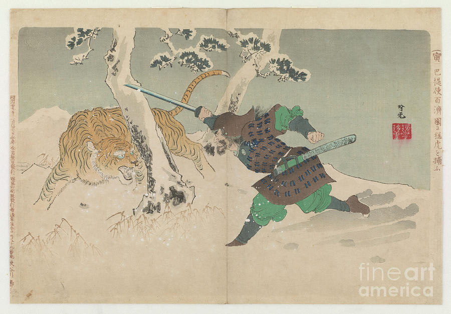 Fighting A Tiger In Snow Drawing by Heritage Images