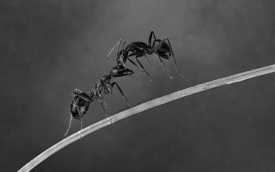 Ant Photograph - Fighting Ants by Charles Charalambous