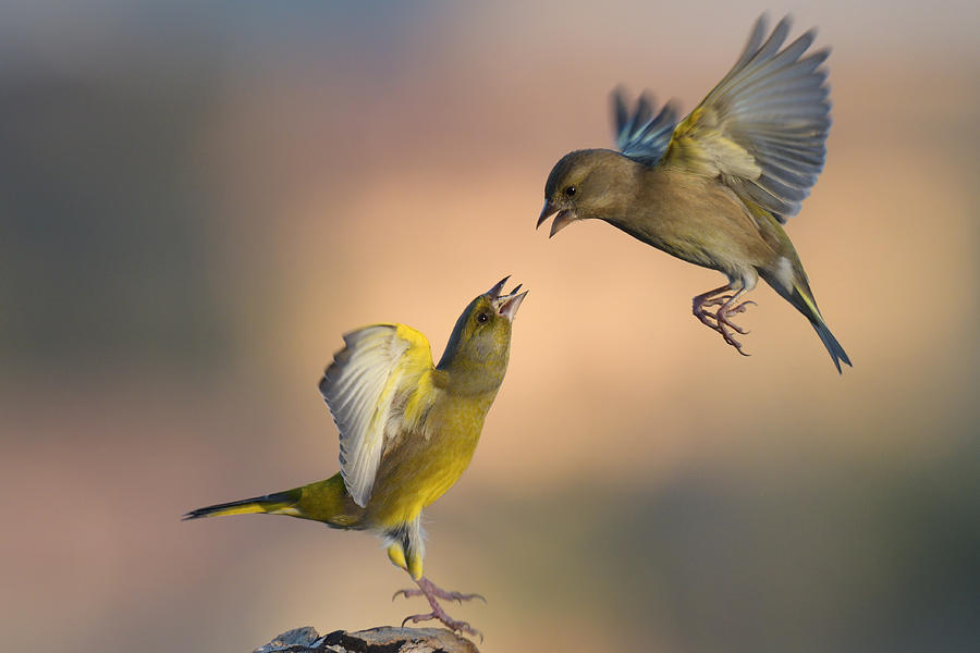 Fighting At Dawn Photograph by Valentino Alessandro