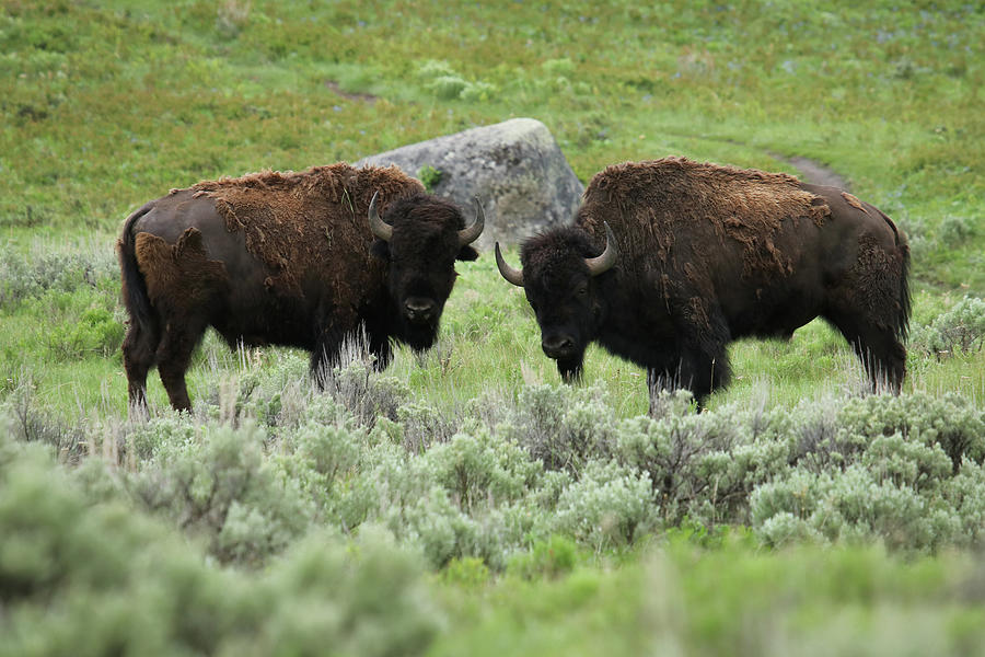 Fighting Bison Photograph by Gregory Payne | Fine Art America