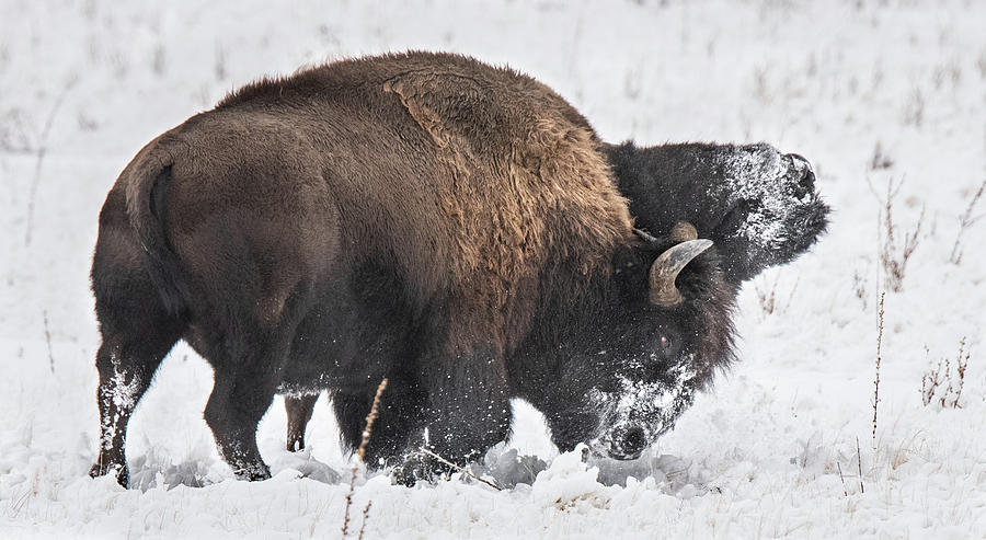 Fighting Bison Photograph by Jami Bollschweiler - Fine Art America