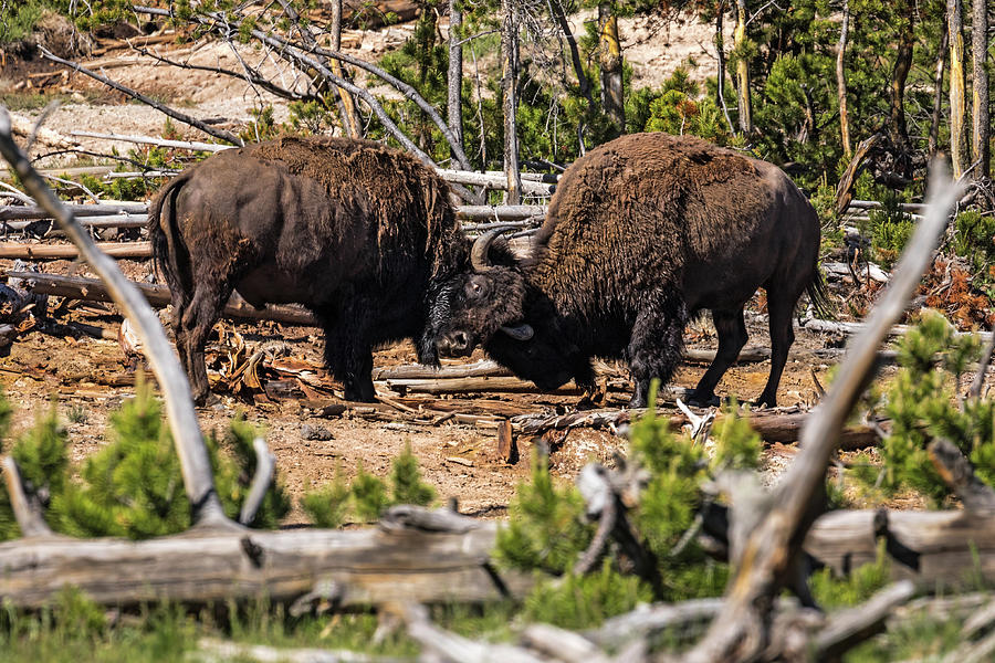 Fighting Bison Photograph by Your Nature and Travel Images - Fine Art ...