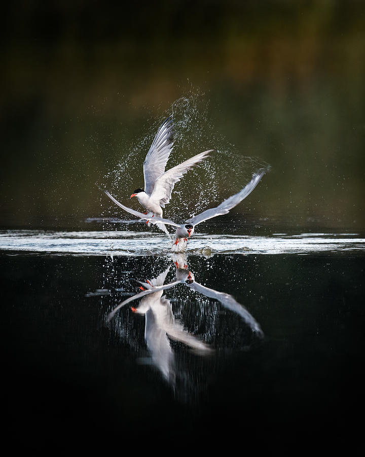 Wildlife Photograph - Fighting Common Terns by Magnus Renmyr