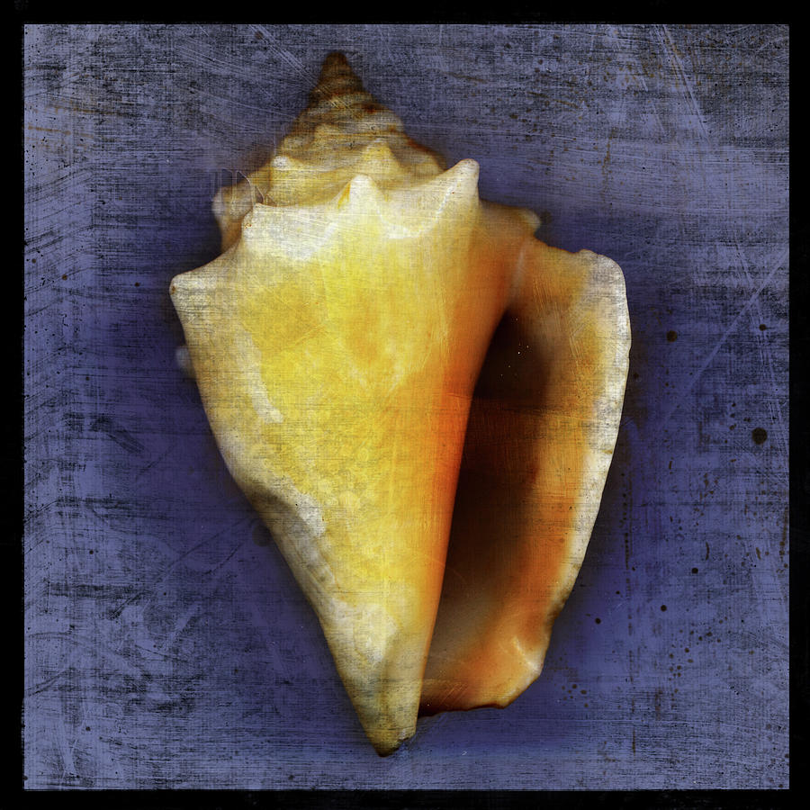Shell Digital Art - Fighting Conch by John W. Golden