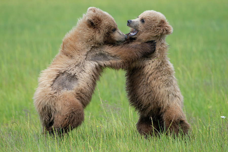 Fighting Cubs 2 Photograph by Mark Hunter