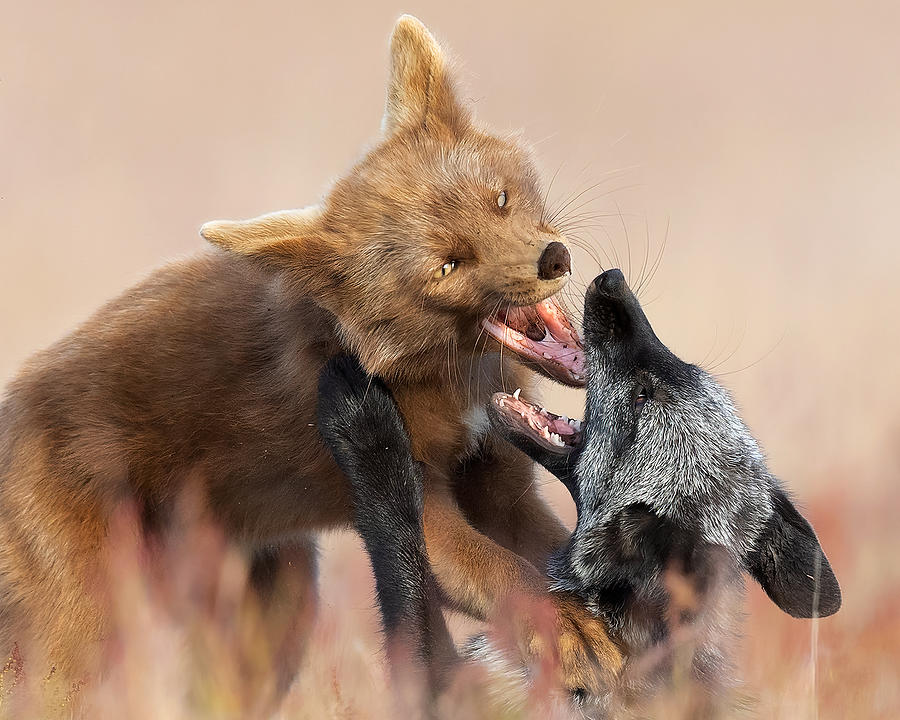 Wildlife Photograph - Fighting Each Other by Phillip Chang