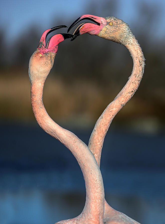 Fighting Flamingos Photograph by Xavier Ortega