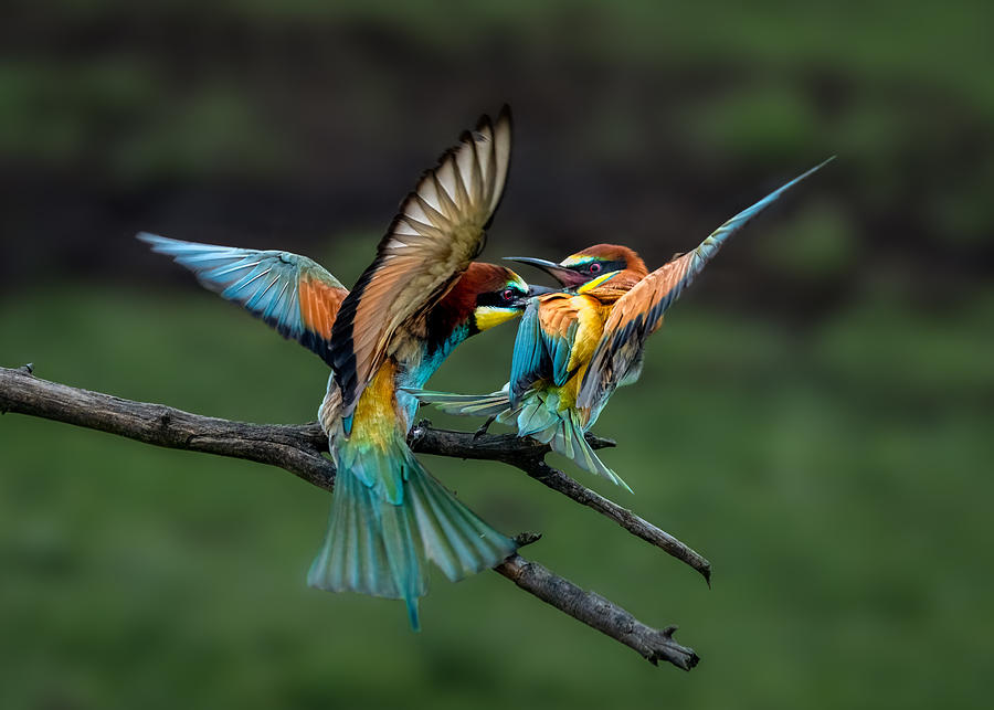 Wildlife Photograph - Fighting For Territory by John J. Chen