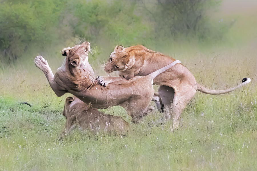 Wildlife Photograph - Fighting For Territory by Jun Zuo