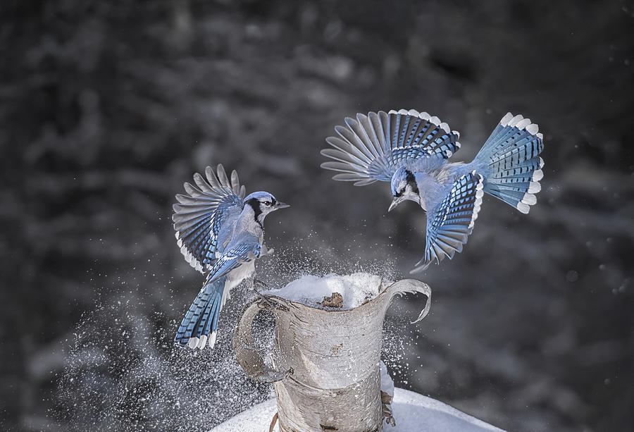 Blue Jay Photograph - Fighting For Territory by Larry Deng