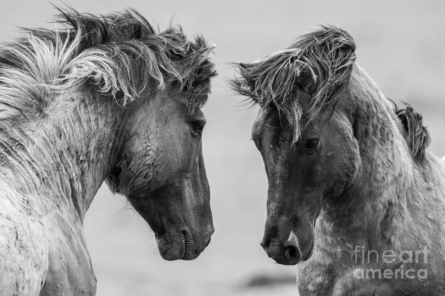 Leader Photograph - Fighting Horse by Inge Jansen Leader Photograph - Fighting Horse by Inge Jansen