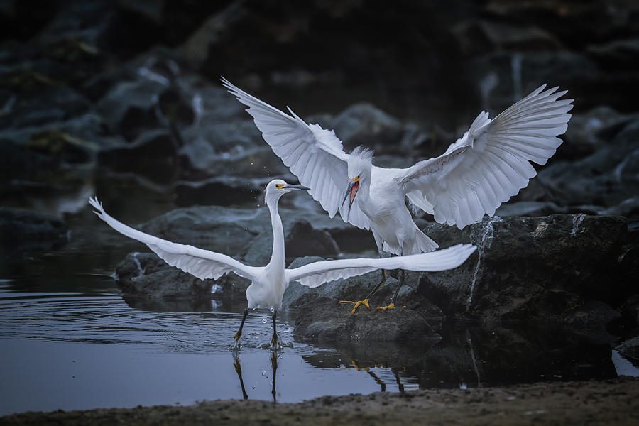 Nature Photograph - Fighting by Ling Zhang