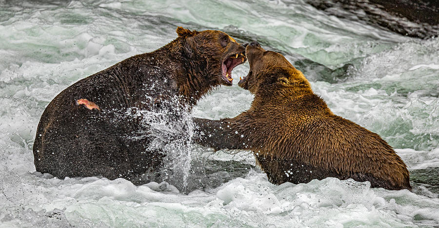 Fighting Photograph by Ning Lin - Fine Art America