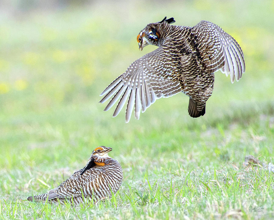Fighting Prairie-Chickens Photograph by Judi Dressler