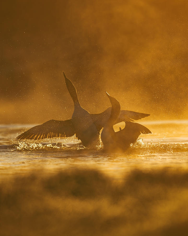 Fighting Red-throated Divers Photograph by Magnus Renmyr