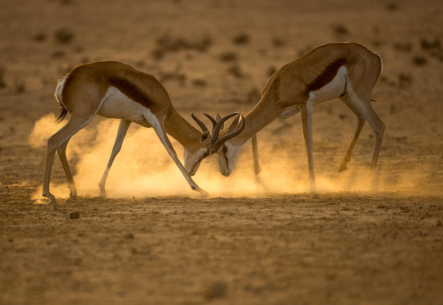 Wildlife Photograph - Fighting Spirit by Jaco Marx