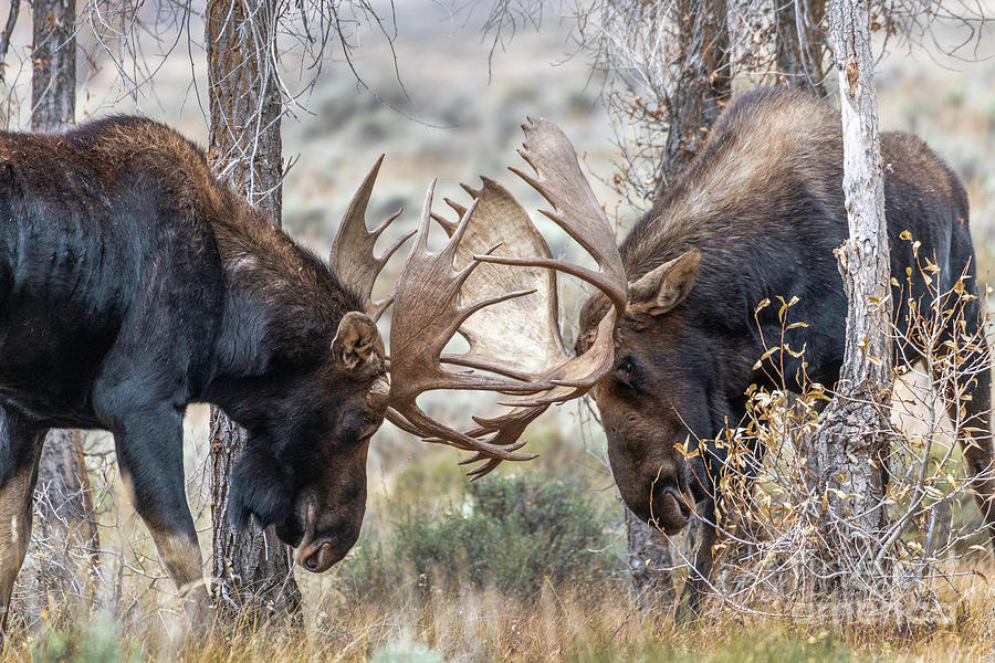 Fighting Trophy Moose Photograph by Daryl L Hunter - Fine Art America