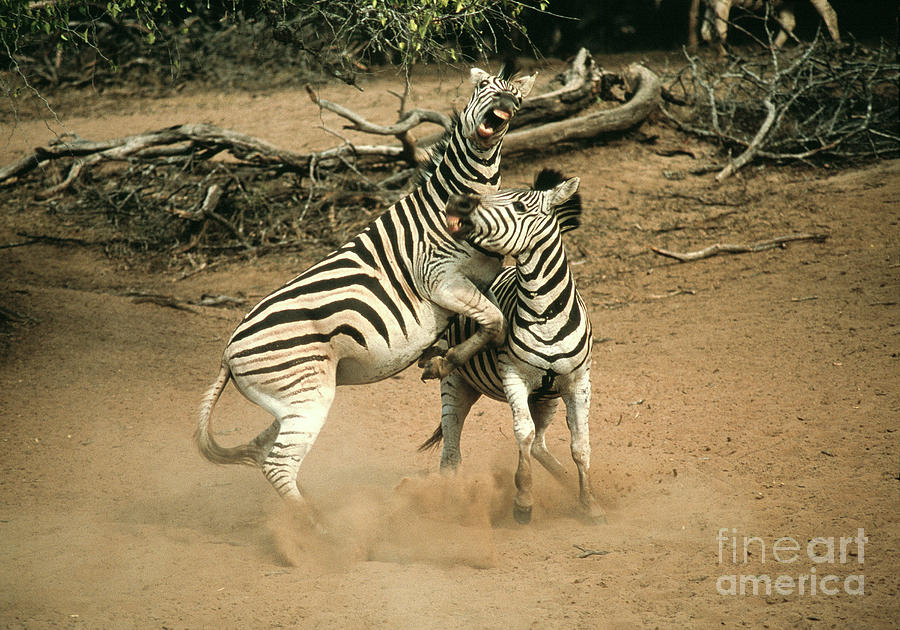 Fighting Zebras Photograph by Peter Chadwick/science Photo Library