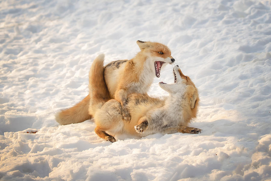 Animal Photograph - Fights by Fion Wong