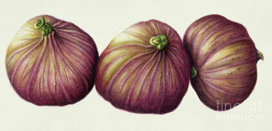 Figs Painting by Annabel Barrett