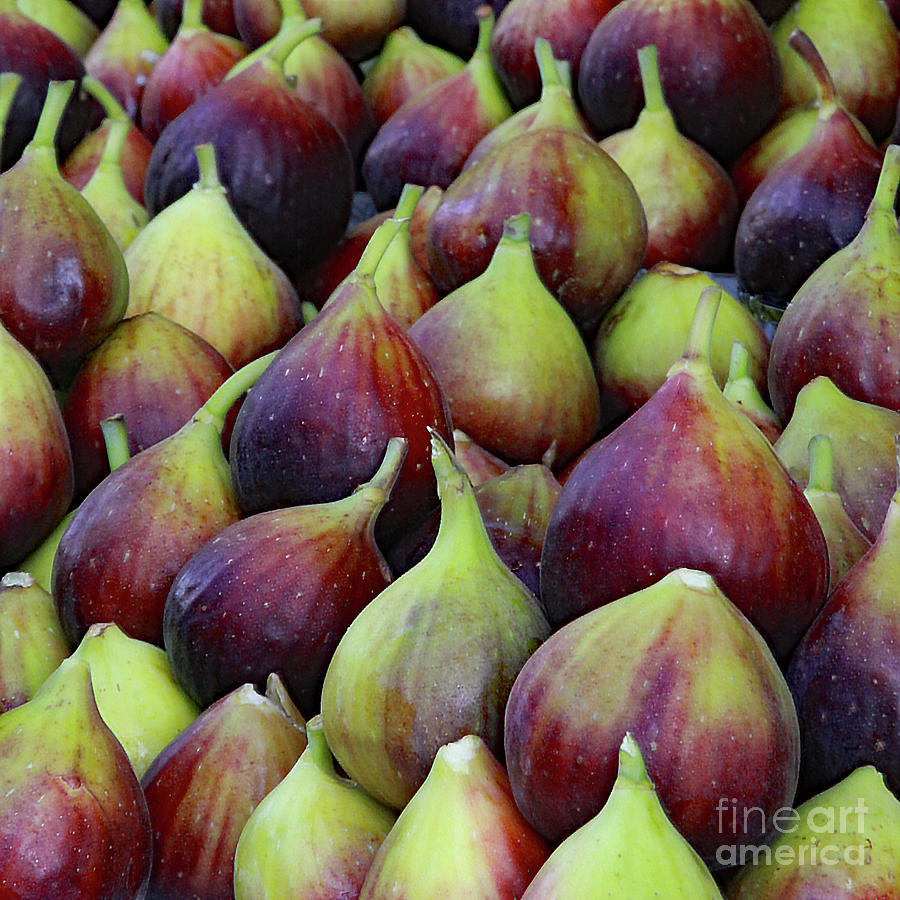 Figs by PJ Boylan Figs by PJ Boylan