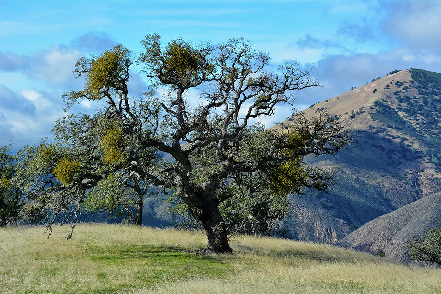 Lone Tree Figueroa Mountain by Kyle Hanson Lone Tree Figueroa Mountain by Kyle Hanson