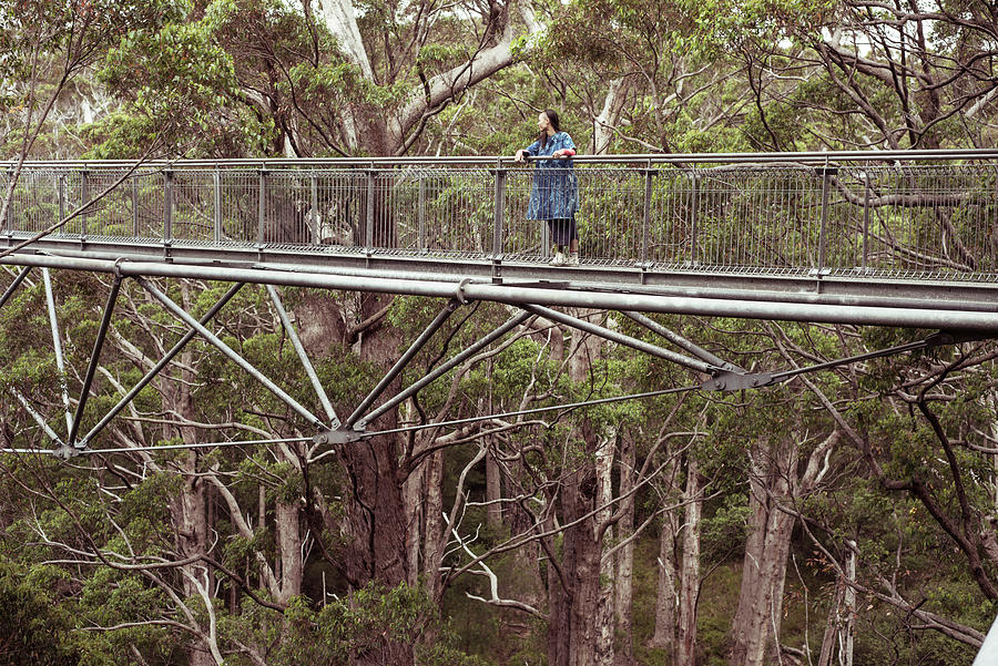 Jungle Photograph - Figure In Blue Stands High Up In Tall Tree Forrest On Tree Top Walk by Cavan Images