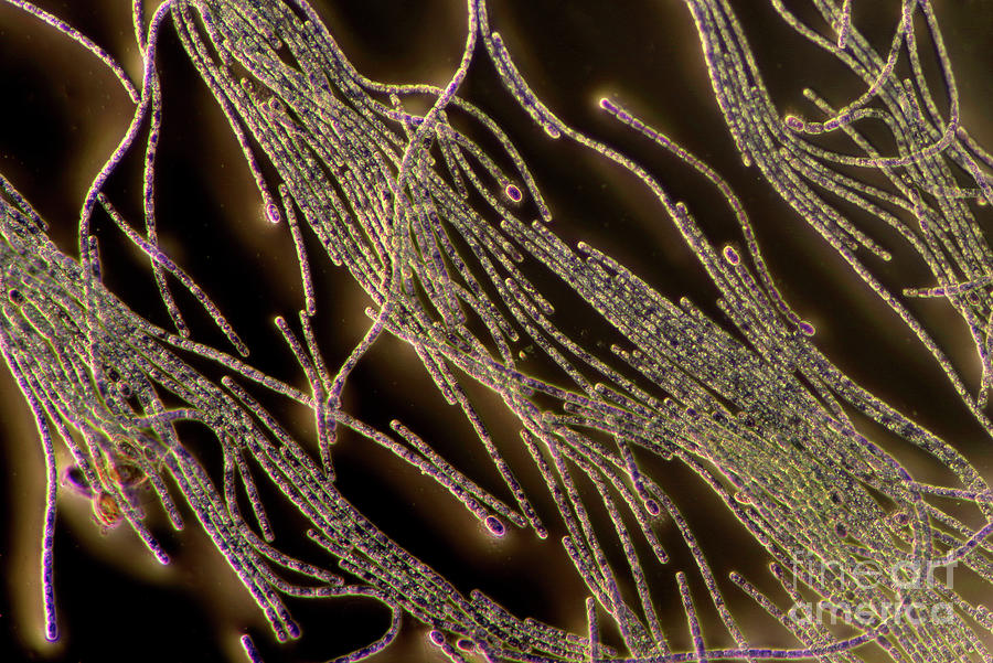 Filamentous Cyanobacteria Photograph by Marek Mis/science Photo Library
