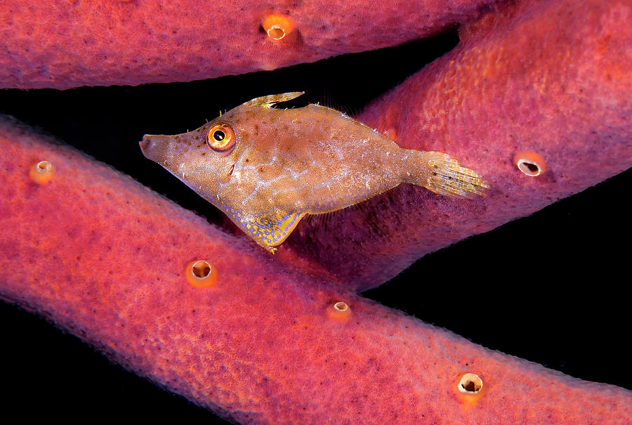 Filefish Hides Blending Photograph by Beth Watson