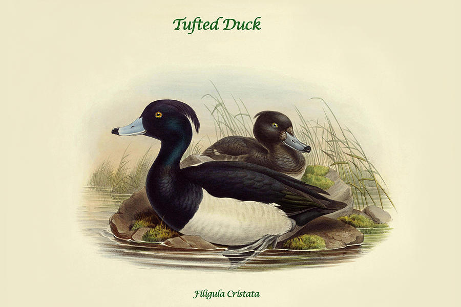 Filigula Cristata - Tufted Duck Painting by John Gould