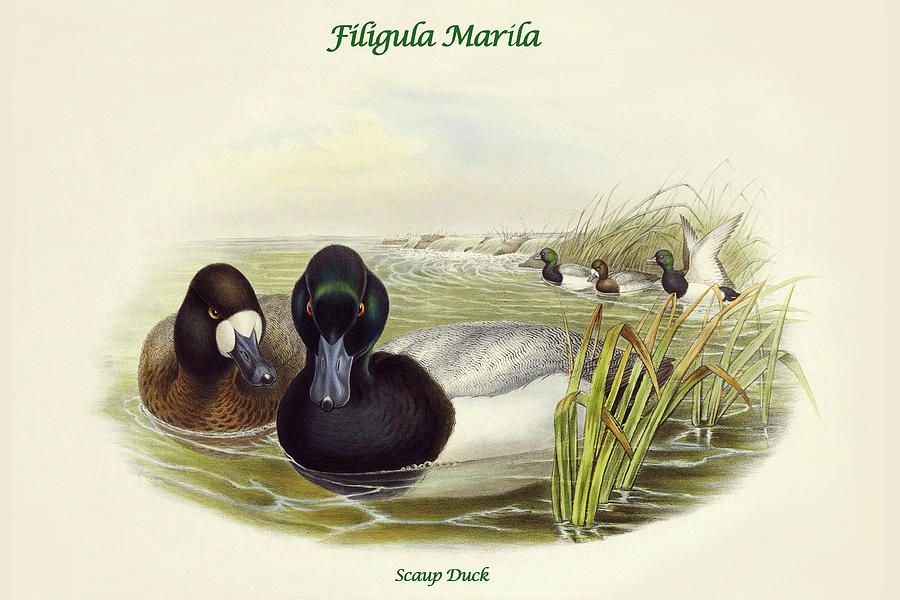 Filigula Marila - Scaup Duck Painting by John Gould
